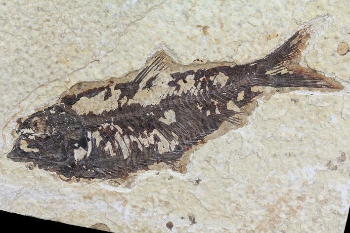Knightia Fossil Fish - Wyoming #74101